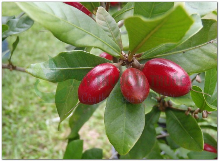 Cây Thần kỳ - Synsepalum dulcificum (Schumach. & Thonn.) Daniell