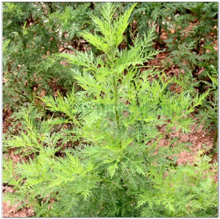 THANH CAO HOA VÀNG (Folium Artemisiae annuae)