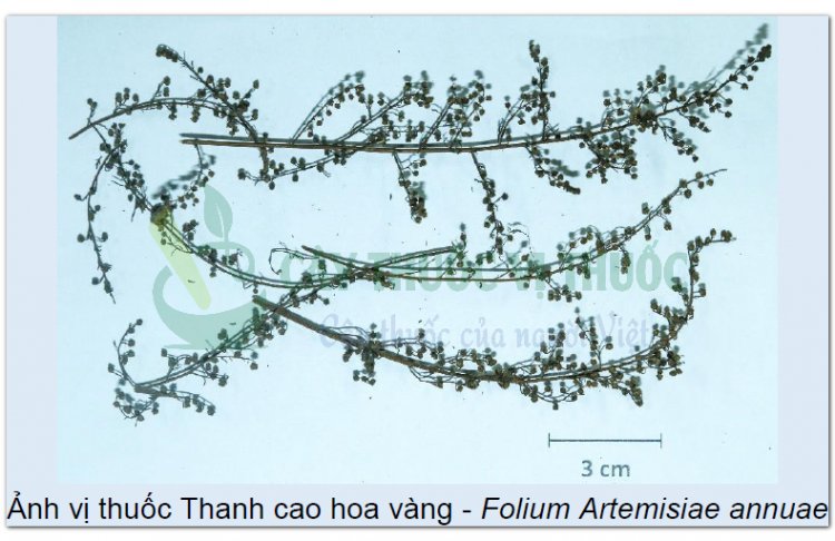 THANH CAO HOA VÀNG (Folium Artemisiae annuae)