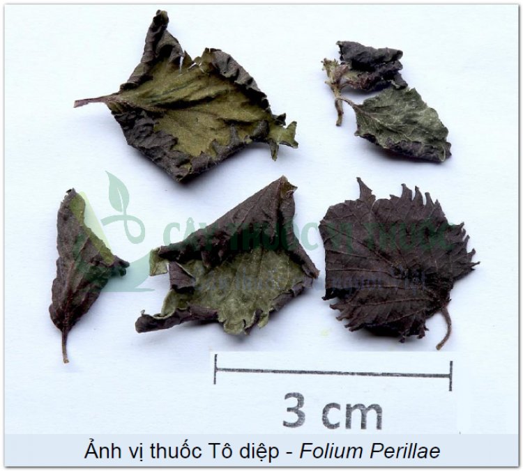 Ảnh vị thuốc Tô diệp - Folium Perillae