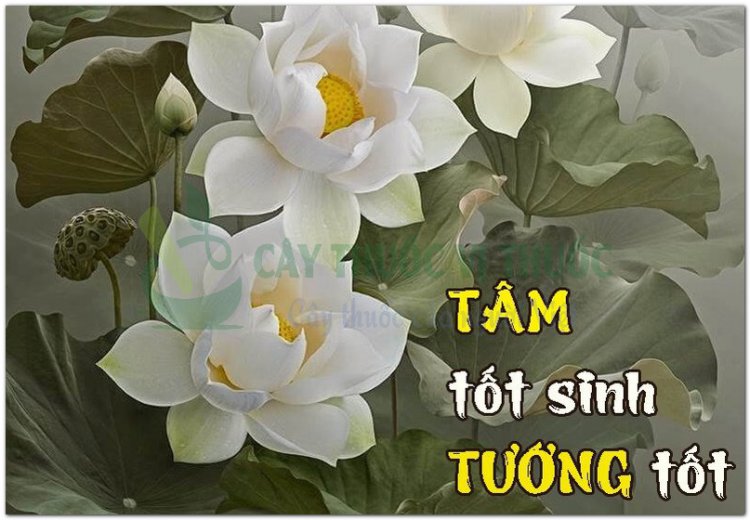 Một người đang làm việc thiện hay ác chỉ cần nhìn tướng mạo là biết