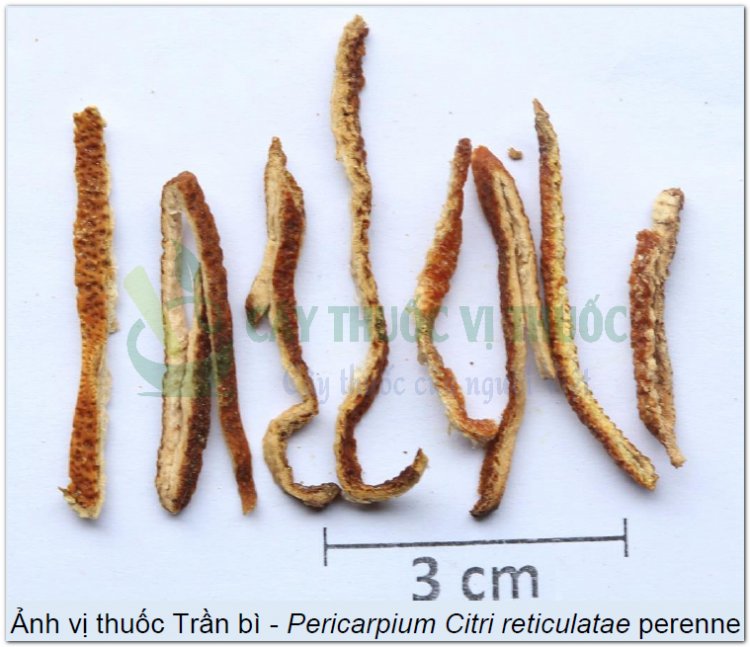 Ảnh vị thuốc Trần bì - Pericarpium Citri reticulatae perenne