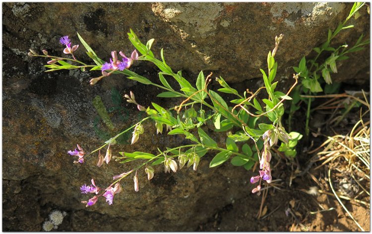 Cây Viễn Chí - Polygala Tenuifolia Willd