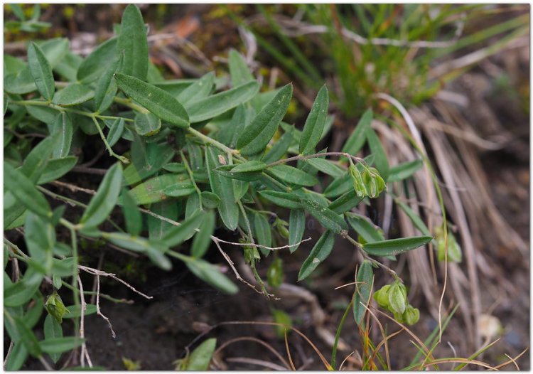 Cây Viễn Chí - Polygala Tenuifolia Willd