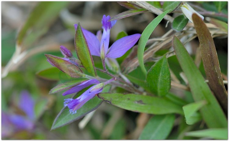 Cây Viễn Chí - Polygala Tenuifolia Willd