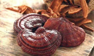 Nấm linh chi dưỡng tâm, an thần