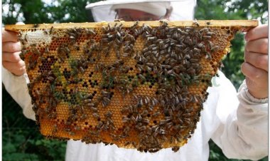 Lần đầu tiên Mật Ong Việt có nguy cơ bị Mỹ điều tra chống bán phá giá