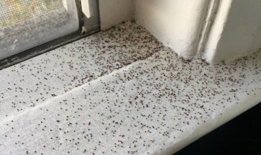 8 đồ vật trong nhà cực bẩn, là ổ vi khuẩn nhưng 99% chúng ta không bao giờ vệ sinh