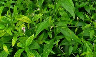 Cây thuốc quý Xuyên tâm liên có thể chống Covid-19 giai đoạn khởi phát