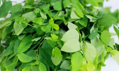 Tác dụng phụ đáng sợ của rau ngót bạn nên biết