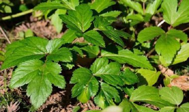 Loài rau kỳ diệu chứa thần dược “trường sinh bất lão” của samurai