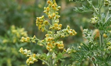 Ngải cứu có hoạt chất chống virus CO VID 19 rất mạnh