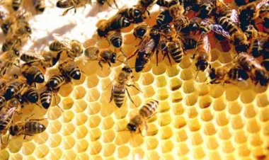 Ong được huấn luyện để phát hiện Covid-19 trong vòng vài giây