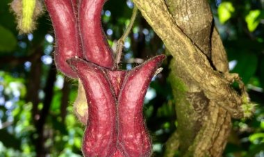 Mộc hương Vũ Quang (Aristolochia vuquangensis) loài thực vật mới được tìm thấy