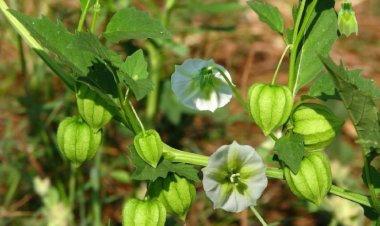 Cây thù lù và những tác dụng tác dụng cực tốt cho sức khỏe ít người biết