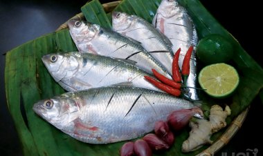 Cá mòi giúp phòng ngừa bệnh đái tháo đường typ 2