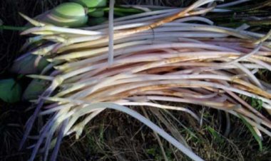 Bác sĩ cảnh báo 5 loại rau chứa đầy ấu trùng sán, bạn nên cẩn thận khi ăn hàng ngày