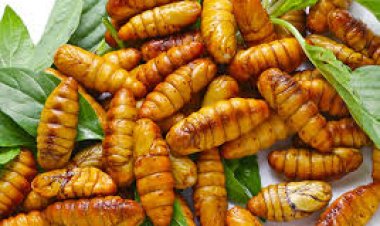 5 sai lầm khi ăn nhộng tằm bạn cần biết để đảm bảo sức khỏe cho gia đình