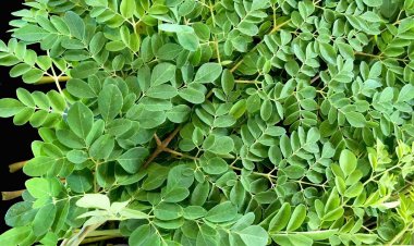 Kết quả thí nghiệm cho thấy chùm ngây có thể diệt ung thư đến 93 phần trăm