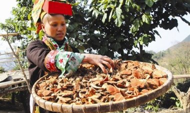 Bảo tồn và ứng dụng cây thuốc và vị thuốc nam trên địa bàn tỉnh Lạng Sơn