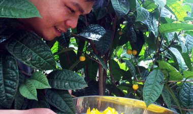 Loài trà ‘khắc tinh’ với tế bào ung thư nở hoa ở VQG Cát Tiên