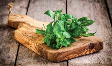 5 lợi ích kỳ diệu từ lá húng quế không phải ai cũng biết