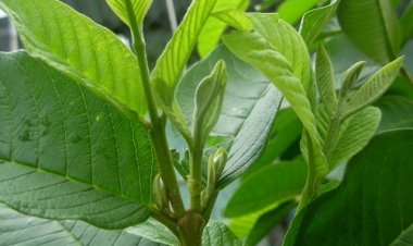 Tác dụng kỳ diệu của lá ổi