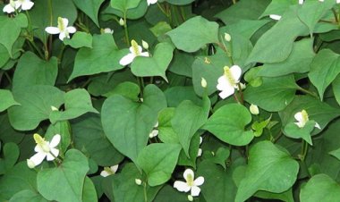 Mùa hè ăn rau diếp cá giải nhiệt nhất định phải biết điều này nếu không sẽ rước họa vào thân