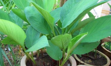 Ngải bún, Bồng nga truật (Boesenbergia pandurata Roxb. Schlecht)