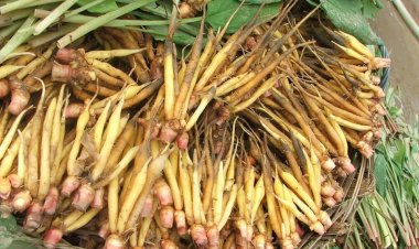 Cây Ngải bún không giúp phòng ngừa virus Corona