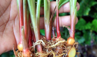 Ngải bún có 'tiềm năng' trong việc phát triển các thuốc có tác dụng kháng SARS-CoV-2 có nguồn gốc từ dược liệu