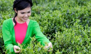 Nhận thức tầm quan trọng của ngành chè với loạt tiêu chuẩn quốc tế