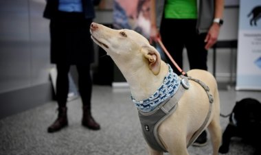 Chó nghiệp vụ có thể phát hiện hơn 90% bệnh nhân COVID-19