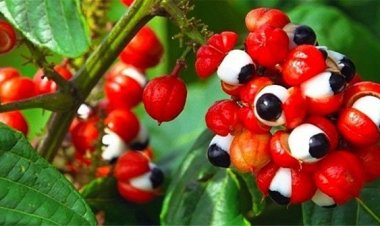 Loại quả là “con mắt của các vị thần”, giá trị hơn cả cà phê