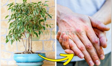 Những loại cây cảnh rất phổ biến trên thị trường nhưng có thể gây nguy hiểm khi trồng ở trong nhà bạn cần biết