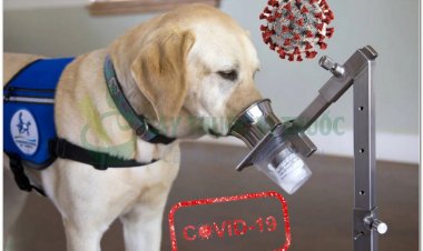 Chân dung loài chó trong 'biệt đội Thái Lan': Ngửi thấy Covid-19 hiệu quả 95%, phát hiện nạn nhân dưới 6m tuyết