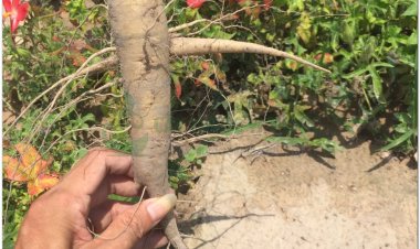 Bài thuốc Trung y điều trị COVID-19- Có thực sự phù hợp với người Việt Nam?