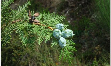 Trắc bá diệp sát trùng, cầm máu