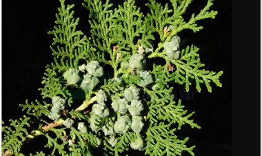 Trắc bách diệp còn gọi là Trắc bá diệp(Thuja orientalis L)