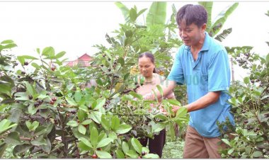 Cherry cây trồng mới đem lại hiệu quả kinh tế cao trên đất Tân Quang, Lục Ngạn, Bắc Giang