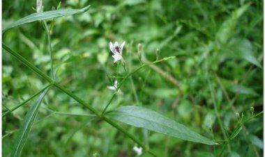 Bộ Y tế: Cung cấp miễn phí thuốc cổ truyền phòng và điều trị COVID-19 tại Bắc Ninh, Bắc Giang