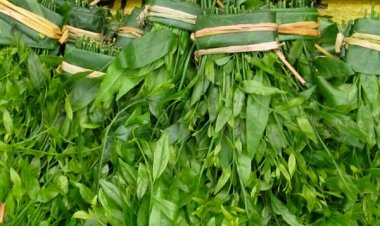 Những loại rau cho lợn giờ thành đặc sản được săn lùng