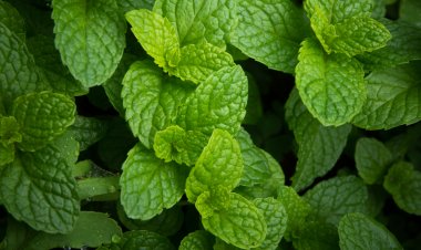 Tác dụng của lá cây bạc hà