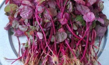 Loại rau được coi là 'món ăn trường thọ' mọc đầy vào mùa hè, giá rẻ, đừng bỏ qua