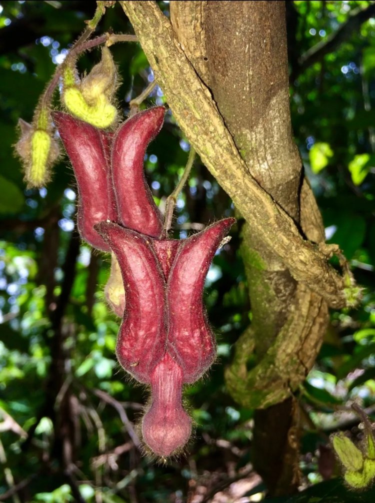 Mộc hương Vũ Quang (Aristolochia vuquangensis) loài thực vật mới được tìm thấy