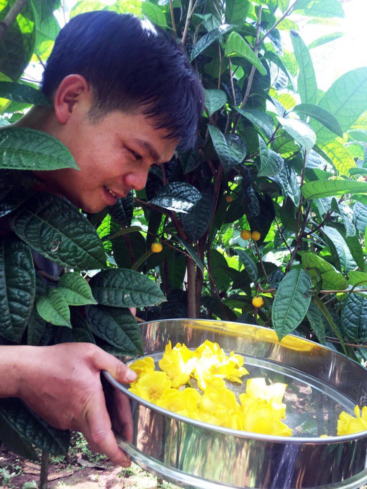 Loài trà ‘khắc tinh’ với tế bào ung thư nở hoa ở VQG Cát Tiên