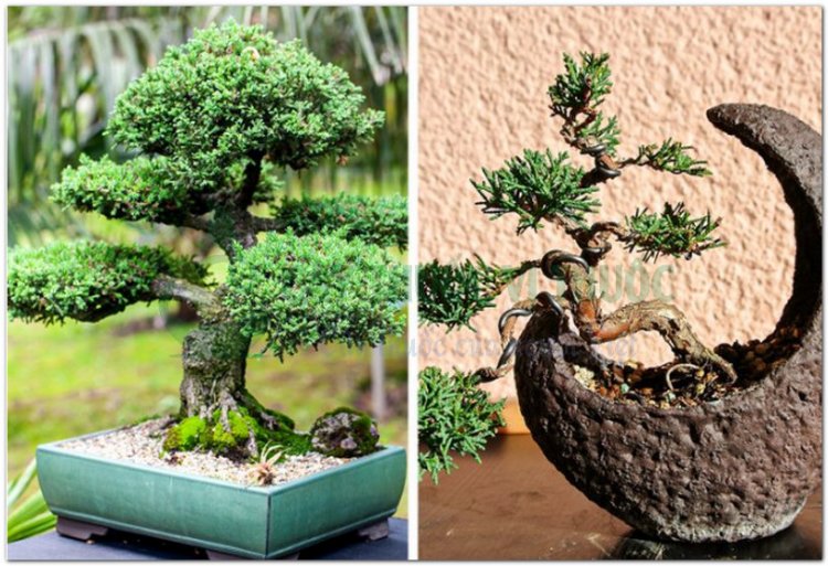 Cây bonsai bách xù