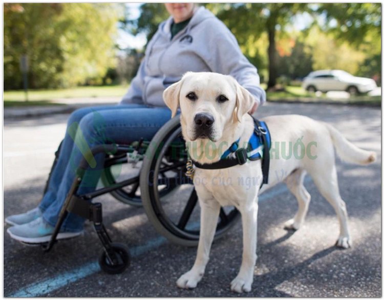 Gần 80% số chó dẫn đường trên toàn thế giới thuộc giống chó tha mồi Labrador. Ảnh: Pinterest