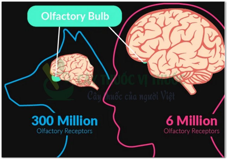 Giác quan của chó nhạy bén hơn con người vì có hành khứu giác (bulbus olfactorius) lớn hơn của con người rất nhiều. Ảnh: Pet Poo Skiddoo