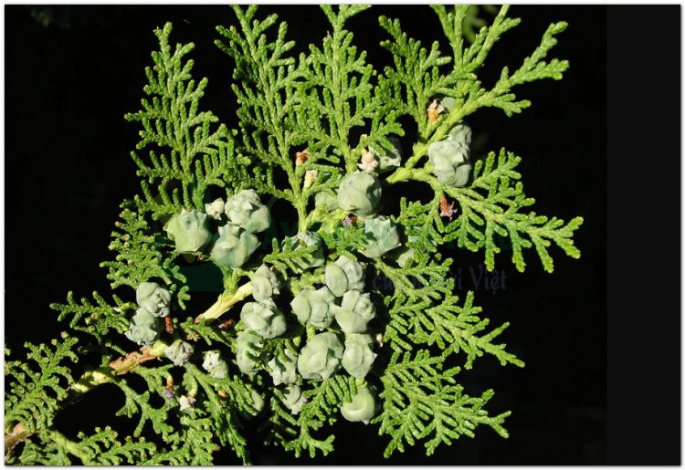 Trắc bách diệp còn gọi là Trắc bá diệp(Thuja orientalis L)